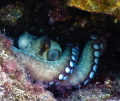   Octopus displaying its beauty his den  